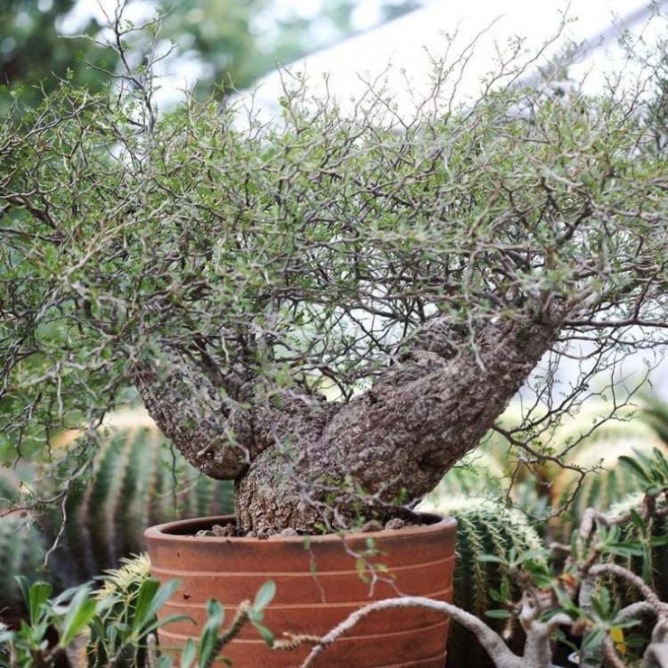 Không thẳng, không thanh mảnh như nhiều dòng cây cảnh bonsai truyền thống, "cây chân voi" có phần đế phình to, nổi u cục tự nhiên, bề mặt sần sùi. Ảnh: PictureThis