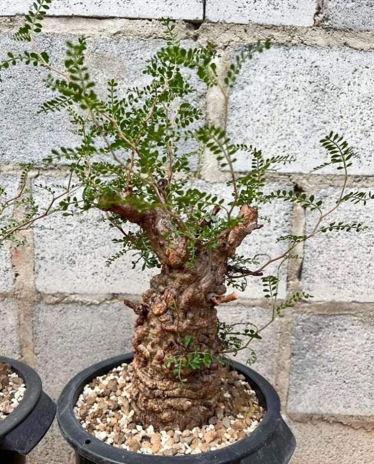 Sự “xù xì” này trở thành giá trị thẩm mỹ cốt lõi của loại cây cảnh này. Ảnh: Caudex Farm