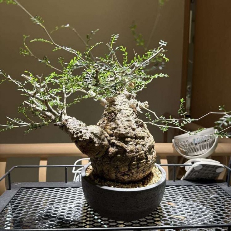 Mỗi cây cảnhgiống như một tác phẩm điêu khắc sống, mang giá trị nghệ thuật nhiều hơn giá trị trang trí đơn thuần. Ảnh: Caudex petals