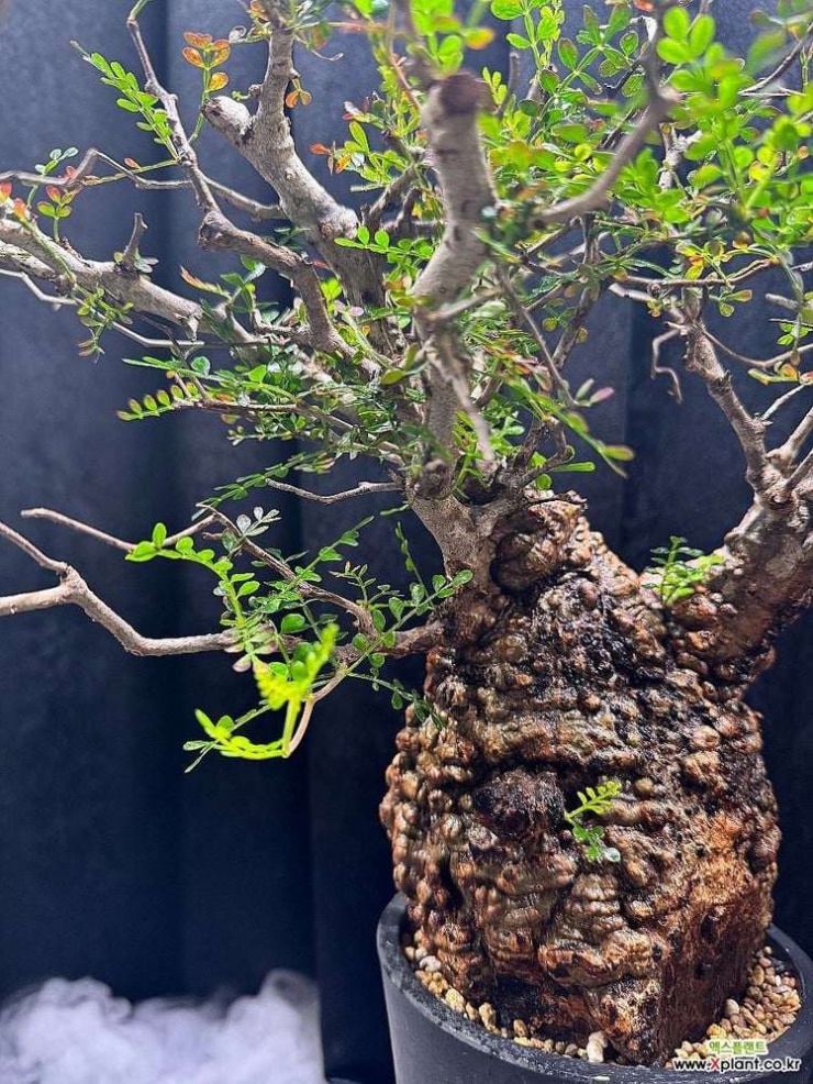 Khác với loại cây cảnh phổ thông phục vụ số đông, “cây chân voi” gần như là sân chơi của giới sưu tầm chuyên nghiệp. Ảnh: Xplant