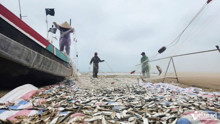 Tại bãi biển xã Thạch Lạc, ngư dân tranh thủ gỡ cá trích sau chuyến ra khơi.