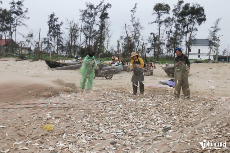 Sau khi tàu thuyền cập bờ, ngư dân đứng thành từng tốp bắt đầu gỡ cá trên bãi cát.
