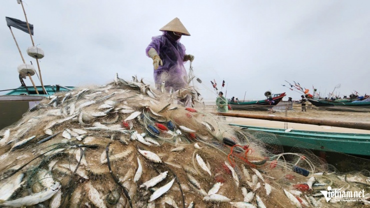 Những tấm lưới dính hàng nghìn con cá trích.