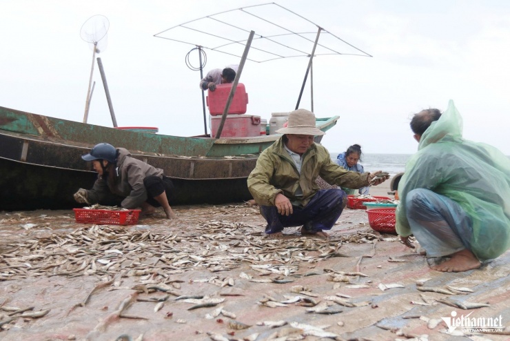 Ngư dân tranh thủ nhặt cá để bán lại cho thương lái.
