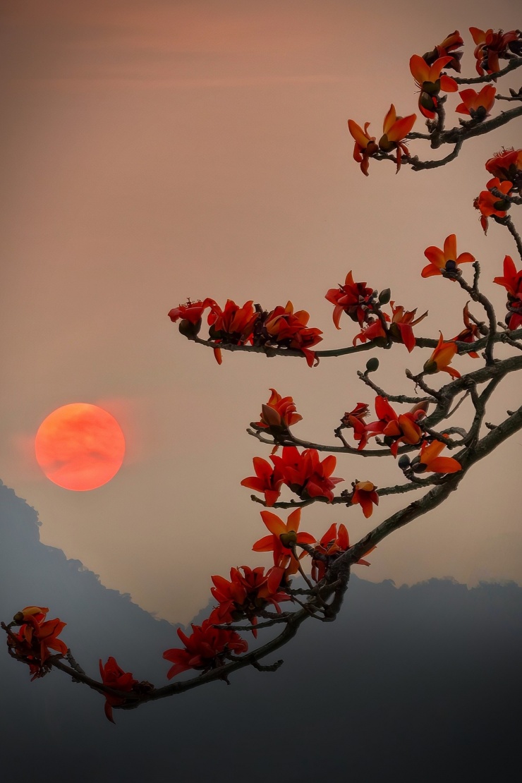 Hoa gạo bung nở nhuộm đỏ vùng quê ngoại thành Hà Nội - 2