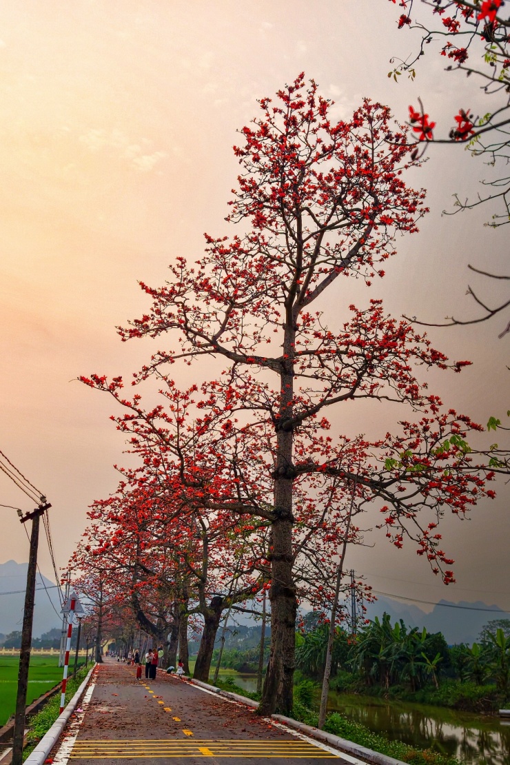 Hoa gạo bung nở nhuộm đỏ vùng quê ngoại thành Hà Nội - 4