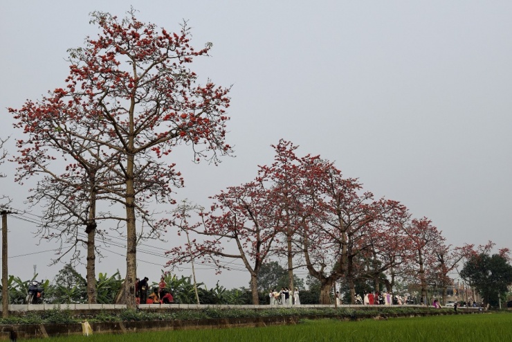 Hoa gạo bung nở nhuộm đỏ vùng quê ngoại thành Hà Nội - 8