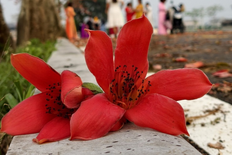 Hoa gạo bung nở nhuộm đỏ vùng quê ngoại thành Hà Nội - 7