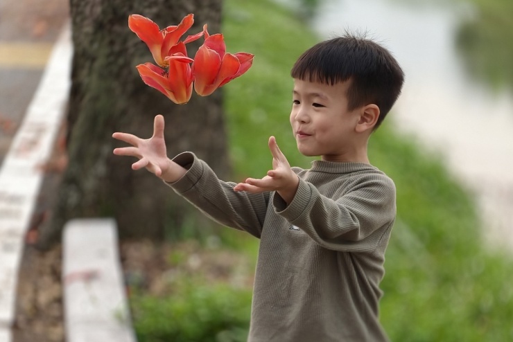 Hoa gạo bung nở nhuộm đỏ vùng quê ngoại thành Hà Nội - 6