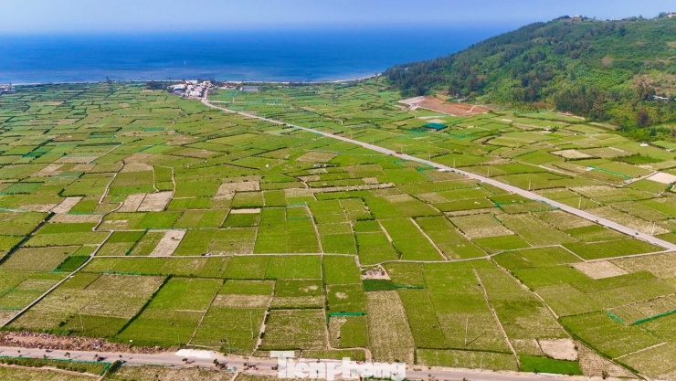 Một góc cánh đồng tỏi của nông dân đặc khu Lý Sơn.