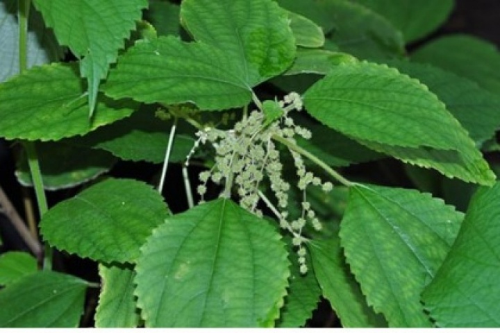 Nông dân thu tiền đều mỗi năm từ loại cây mọc hoang ven đường