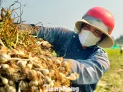 'Vàng trắng' ở đảo Lý Sơn mất giá