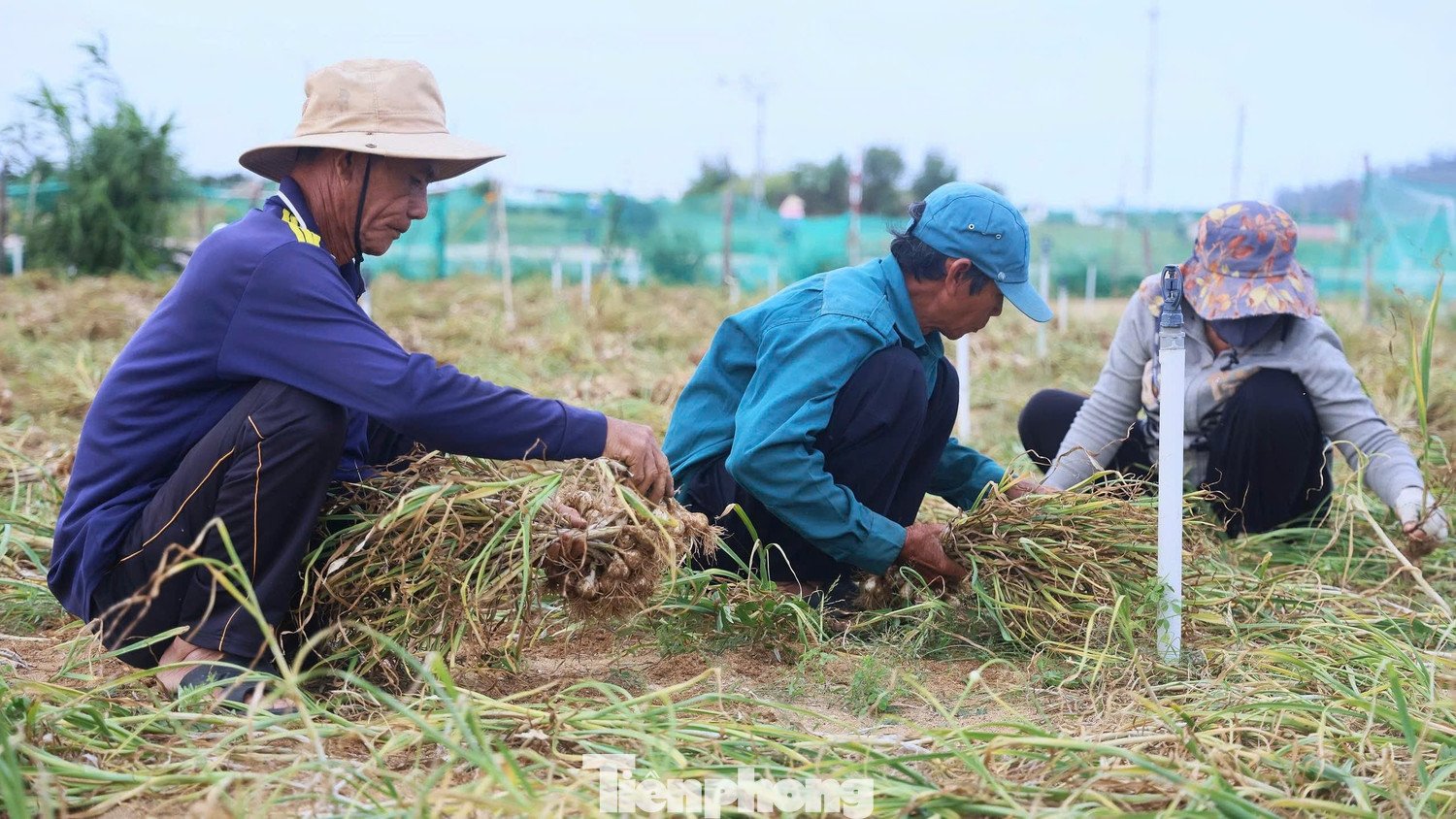 Nông dân Lý Sơn thu hoạch tỏi.