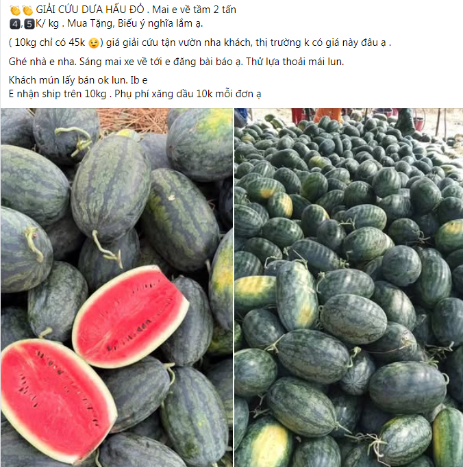 Giải cứu dưa hấu cũng rầm rộ ở chợ mạng, giá chỉ 4.500 đồng/kg nếu mua từ 10 kg trở lên