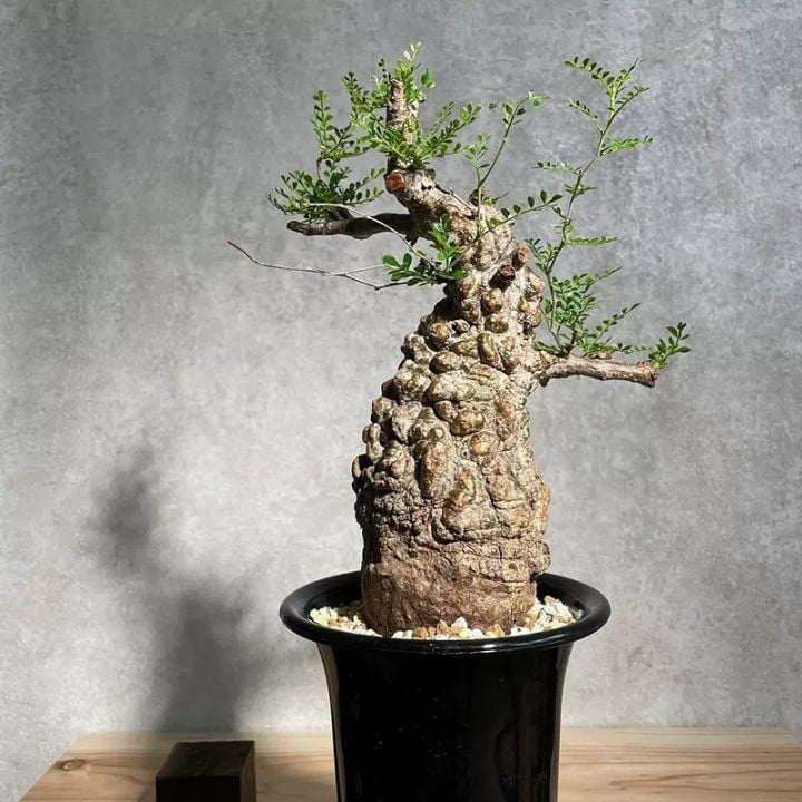 Trên thị trường cây cảnh, một cái tên lạ đang khiến giới sành chơi tò mò là “cây chân voi” (Operculicarya pachypus). Ảnh: Lazada