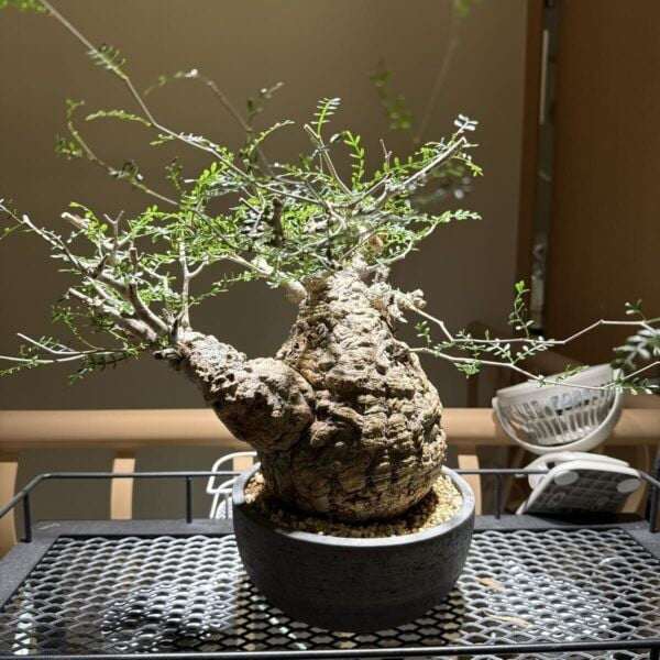 Với giới chơi cây cảnh lâu năm, một bộ gốc càng dị, càng già, càng thể hiện được sự khắc nghiệt của thời gian, giá trị càng cao. Ảnh: Caudexpetals