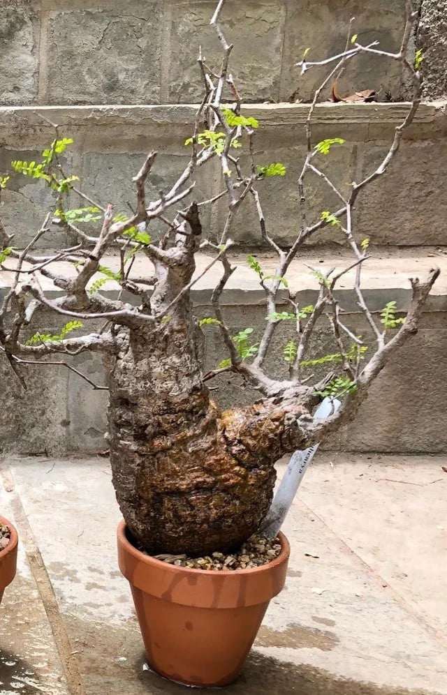 Một số cây cảnh nhập khẩu, tạo hình đẹp và được chăm sóc kỹ lưỡng, giá có thể cao hơn nữa. Ảnh: Reddit