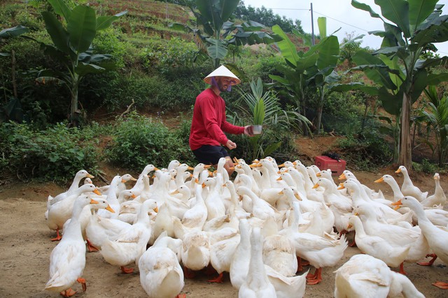 Anh Hoàn cho biết, vịt của trang trại được huấn luyện và thường xuyên tiếp xúc với người nên rất dạn. Chỉ cần cất tiếng gọi cùng với nắm thức ăn thì cả "đoàn quân vịt" vây quanh người.