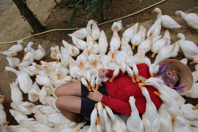 Cao trào của trải nghiệm là dịch vụ "massage vịt" khi chủ trang trại rải thức ăn khắp người du khách, ngay lập tức, hàng chục chú vịt sẽ vây quanh mổ nhẹ mọi nơi để thưởng thức món ăn ưa thích của chúng. Cảm giác nhột nhột, lông vịt mềm mại chạm vào da mang lại trải nghiệm sảng khoái. Tiếng “cạp cạp” cũng cảm giác nhột khiến ai cũng phì cười.