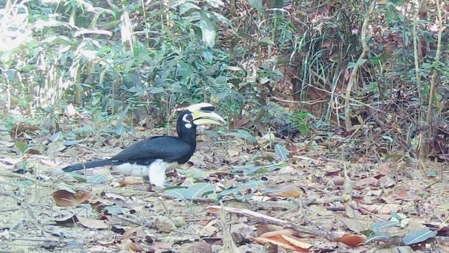 Chim hồng hoàng vừa được phát hiện ở vườn quốc gia Chư Mom Ray