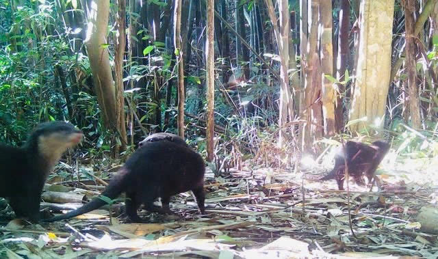 Loài rái cá vừa được phát hiện ở vườn quốc gia Chư Mom Ray