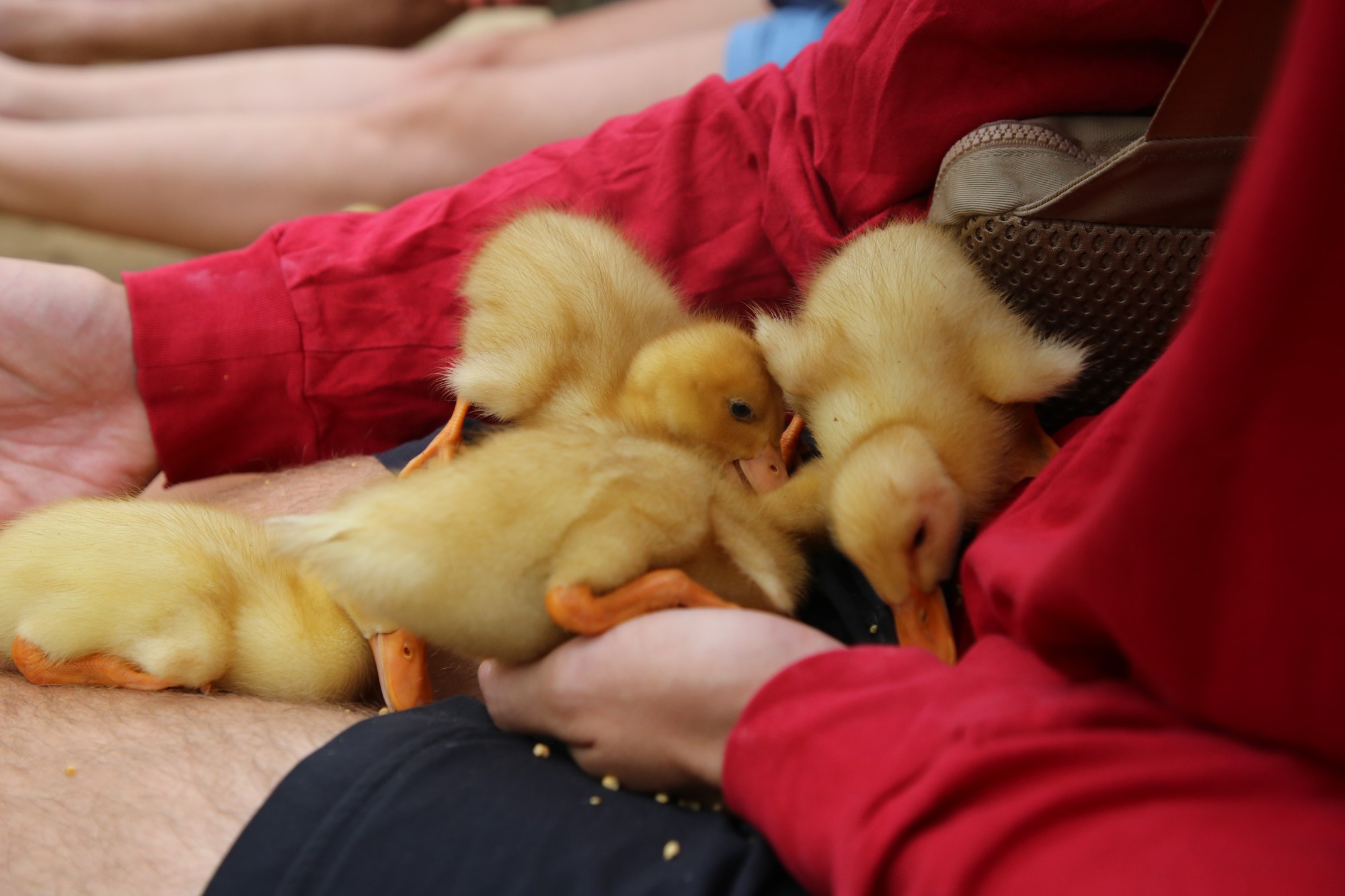 Trải nghiệm được ôm ấp những chú vịt con nhỏ bé, mềm mại cũng khiến du khách thích thú.