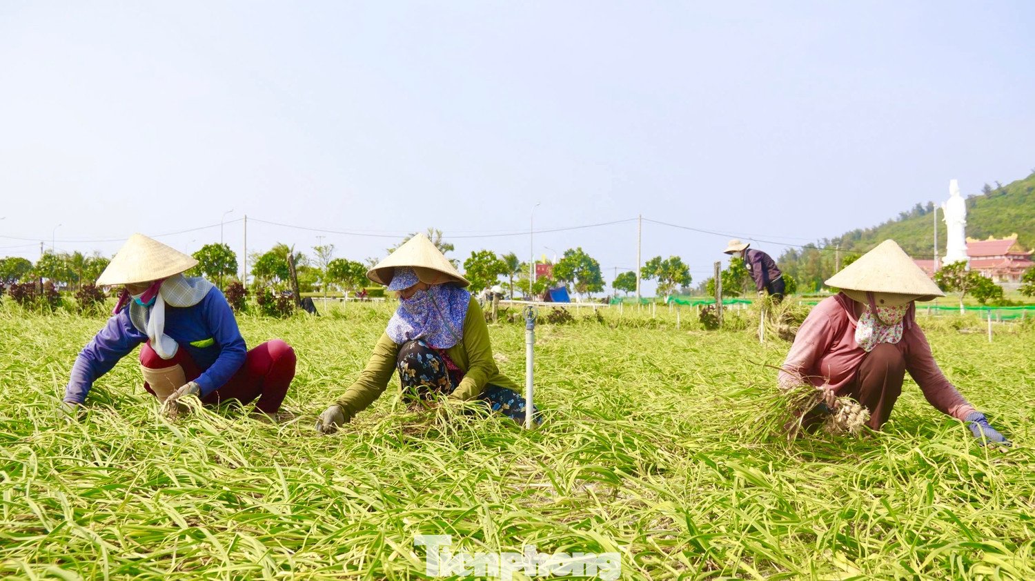 Nông dân Lý Sơn thu hoạch tỏi.