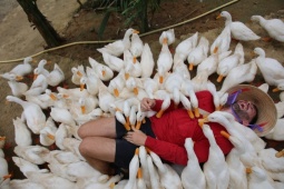 Du khách nước ngoài mê mẩn với dịch vụ massage vịt