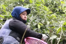 Thủ phủ nhót ở Hà Nội mất mùa, rớt giá