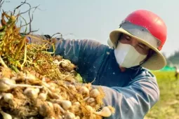 'Vàng trắng' ở đảo Lý Sơn mất giá