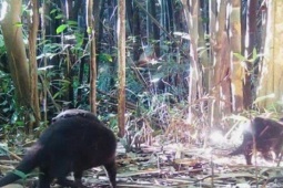 Phát hiện rái cá và chim hồng hoàng quý hiếm