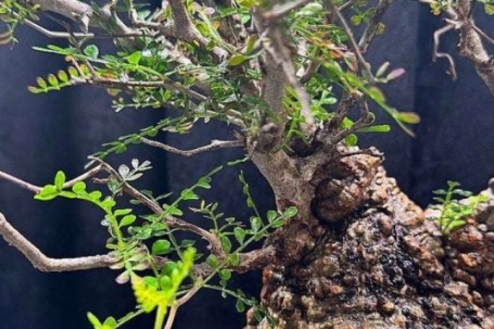 Trên thị trường cây cảnh, một cái tên lạ đang khiến giới sành chơi tò mò, nhiều người gọi đó là "quái vật bonsai"