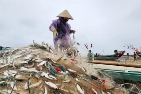 Ngư dân Hà Tĩnh thu tiền triệu mỗi ngày nhờ đánh bắt 'bạc biển'