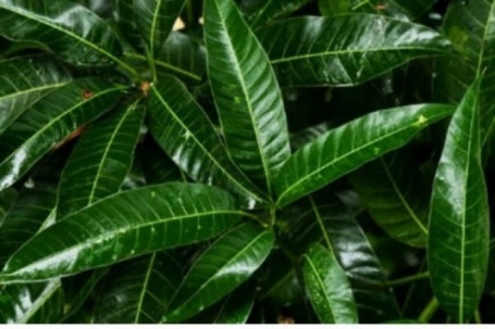 Việt Nam có sẵn một loại thảo dược quý nhưng hay bị ngó lơ vì nghĩ không ăn được