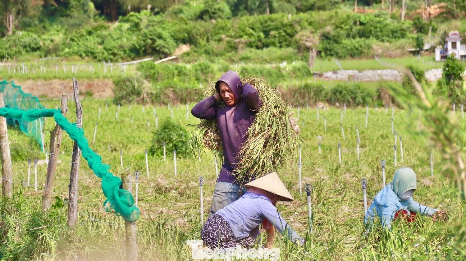 Năm nay thời tiết thuận lợi nên cây tỏi phát triển rất tốt, năng suất cao.