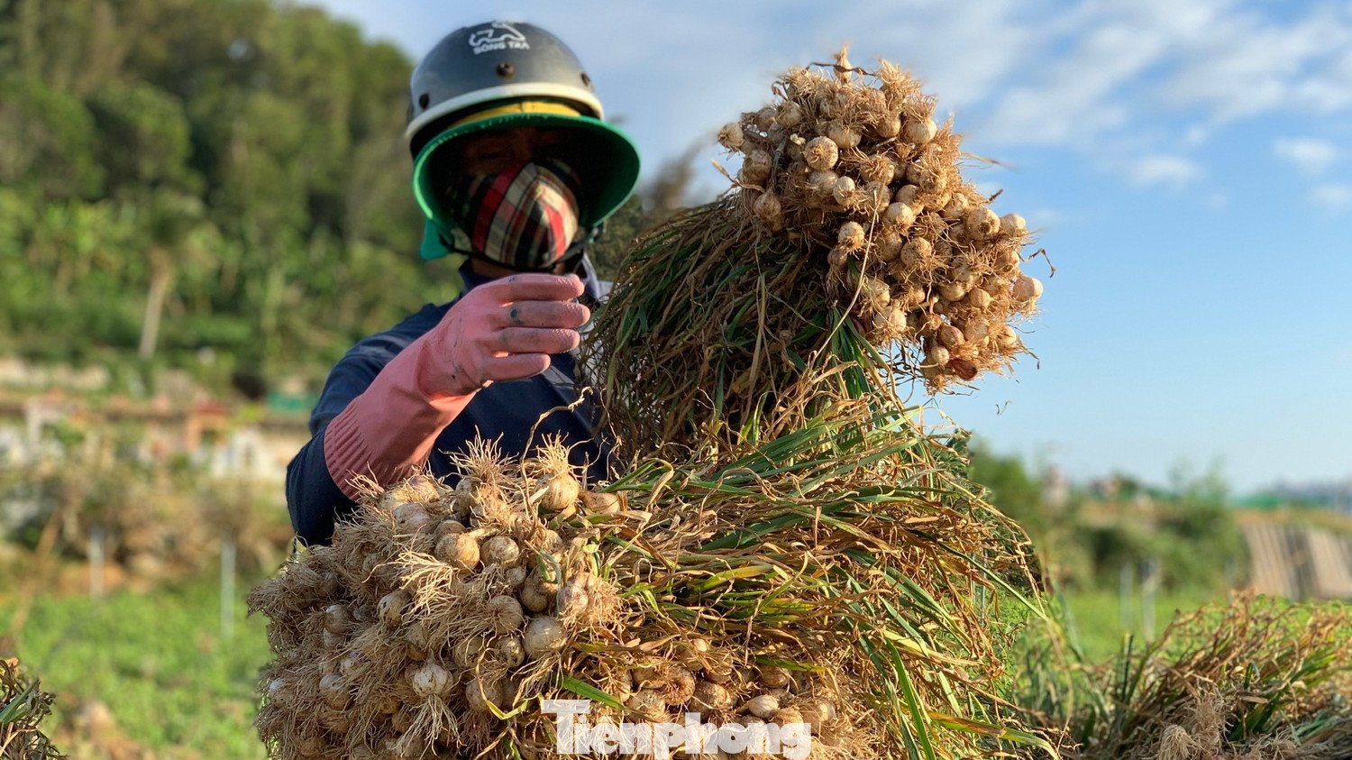 Tuy nhiên niềm vui được mùa lại không được trọn vẹn khi giá tỏi hiện khá thấp.