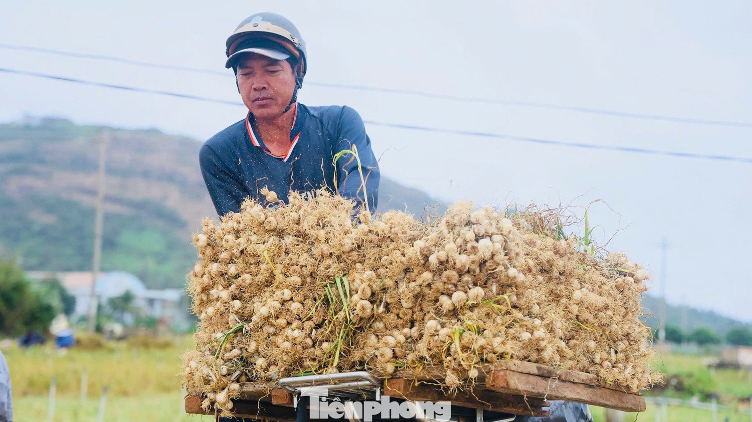 Tuy nhiên niềm vui được mùa lại không được trọn vẹn khi giá tỏi hiện khá thấp.