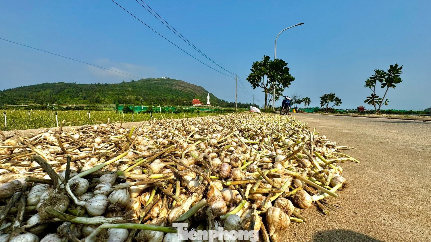 Nông dân phơi tỏi khô để đợi giá cao bán,