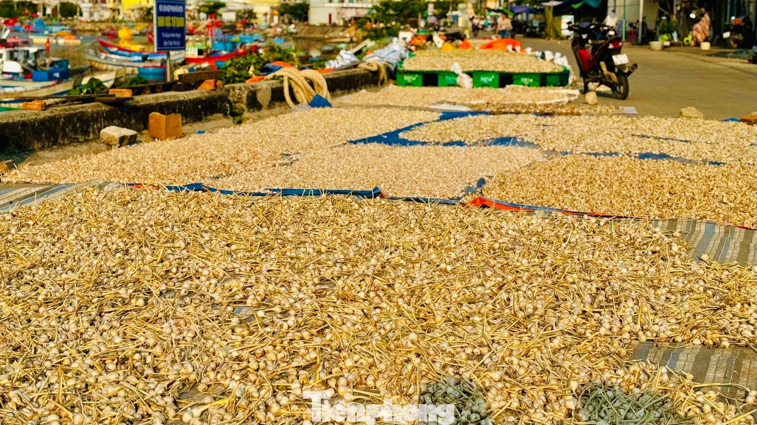 Nông dân phơi tỏi khô để đợi giá cao bán,
