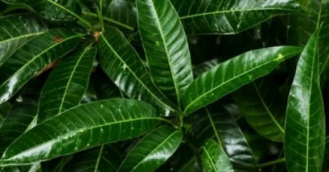 Việt Nam có sẵn một loại thảo dược quý nhưng hay bị ngó lơ vì nghĩ không ăn được