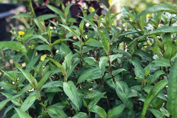 Thời điểm thu hoạch cây rau răm là quanh năm.