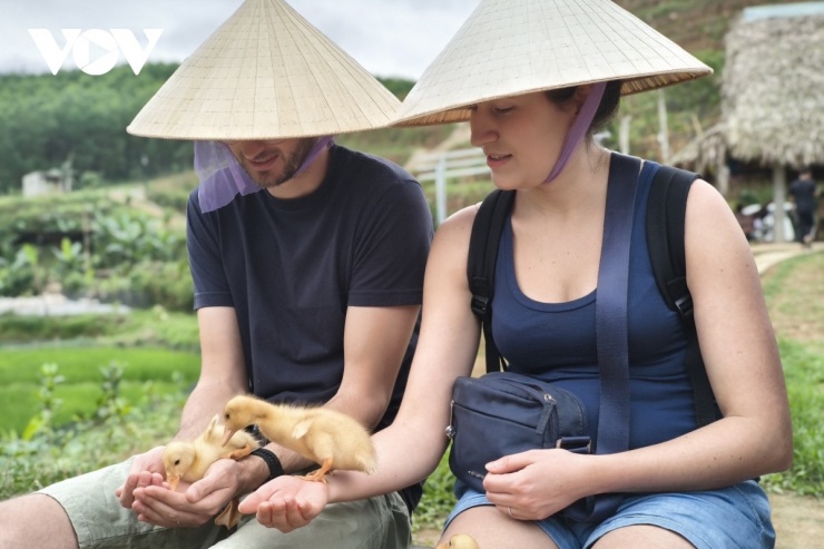 Du khách có thể đặt vịt con đứng trên tay hoặc chân để cho ăn