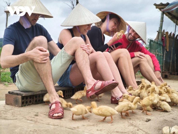 Du khách thích thú khi bầy vịt con quấn quanh chân mình