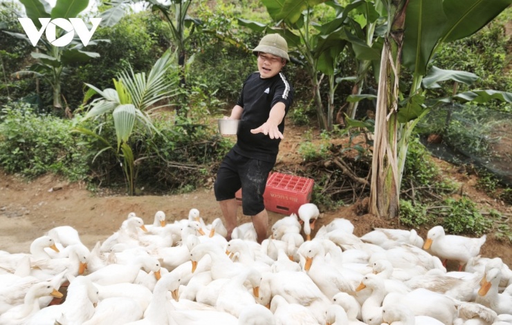 Anh Trần Quốc Hoàn, chủ nông trại Duck Farm Phong Nha đã huấn luyện bầy vịt phục vụ các hoạt động trải nghiệm của du khách