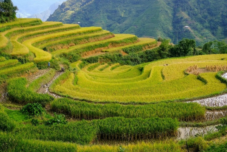 Ruộng bậc thang ở Hà Giang, Việt Nam. Ảnh: PX