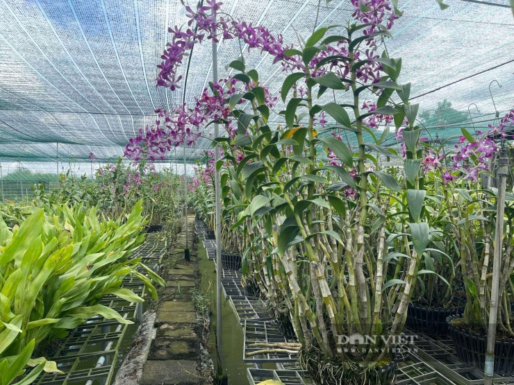 Để trồng lan hiệu quả, yếu tố tiên quyết là khâu xử lý giống ban đầu. Khi nhập giống về, tuyệt đối không được trồng ngay mà nên để vài ngày cho khô các vết thương và vết bệnh. Ảnh: Vân Nguyễn