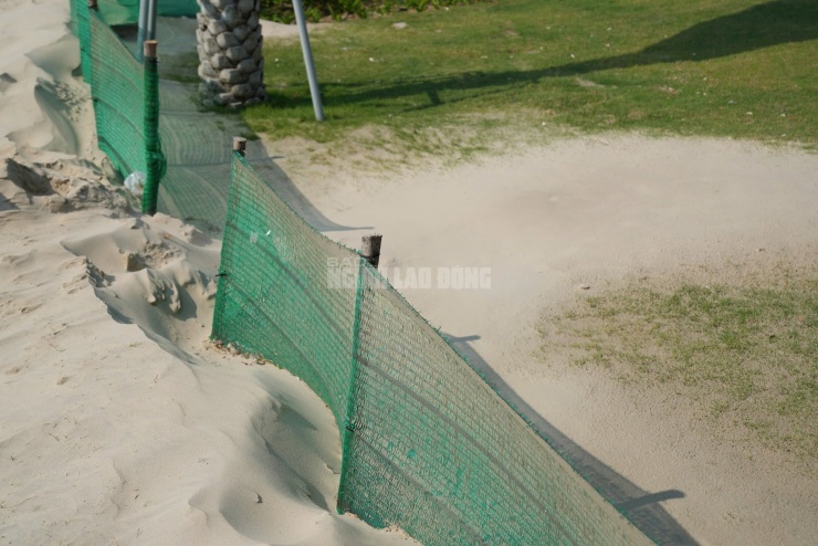 Dọc hơn 1 km công viên giáp biển, nhiều khu vực bị cát phủ dày đặc, đặc biệt là thảm cỏ và khu sinh hoạt cộng đồng. Nếu tình trạng kéo dài, cây xanh có nguy cơ chết do bị "ngộp" cát.