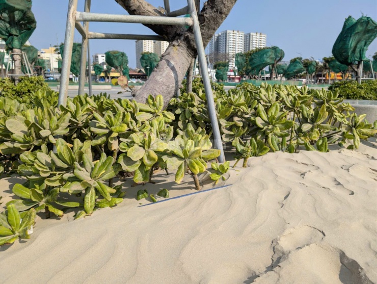 Nhiều người cho rằng nguyên nhân chính đến từ đặc điểm thời tiết mùa gió chướng (từ khoảng tháng 11 đến tháng 4), khi gió Đông Bắc thổi mạnh kết hợp nền cát khô, tơi khiến cát dễ bị cuốn bay vào bên trong.