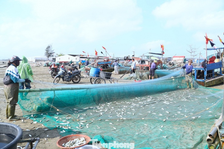 Ngư dân kiếm bộn tiền mùa cá trích - 2