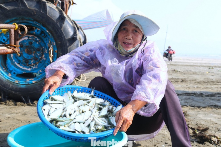 Ngư dân kiếm bộn tiền mùa cá trích - 9